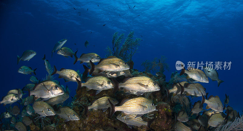 加勒比海洋生物与凯撒大帝(Haemulon carbonarium)